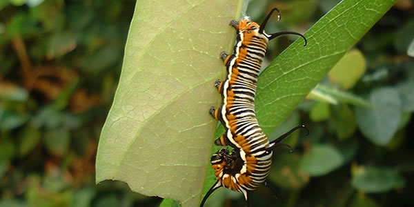 电话自动追呼系统