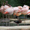 免费信息轰炸机